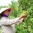 CÔNG TY TNHH NÔNG VẠN PHÚC
