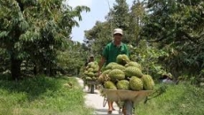 CÔNG TY TNHH NÔNG VẠN PHÚC